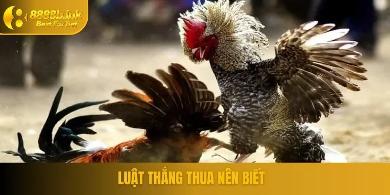 Luật chơi đá gà cựa sắt
