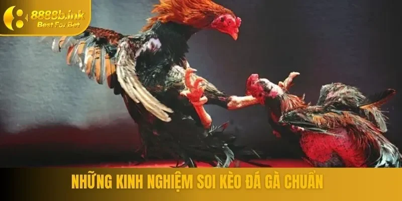 Kinh nghiệm soi kèo đá gà nên biết
