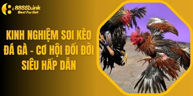 Kinh Nghiệm Soi Kèo Đá Gà - Cơ Hội Đổi Đời Siêu Hấp Dẫn